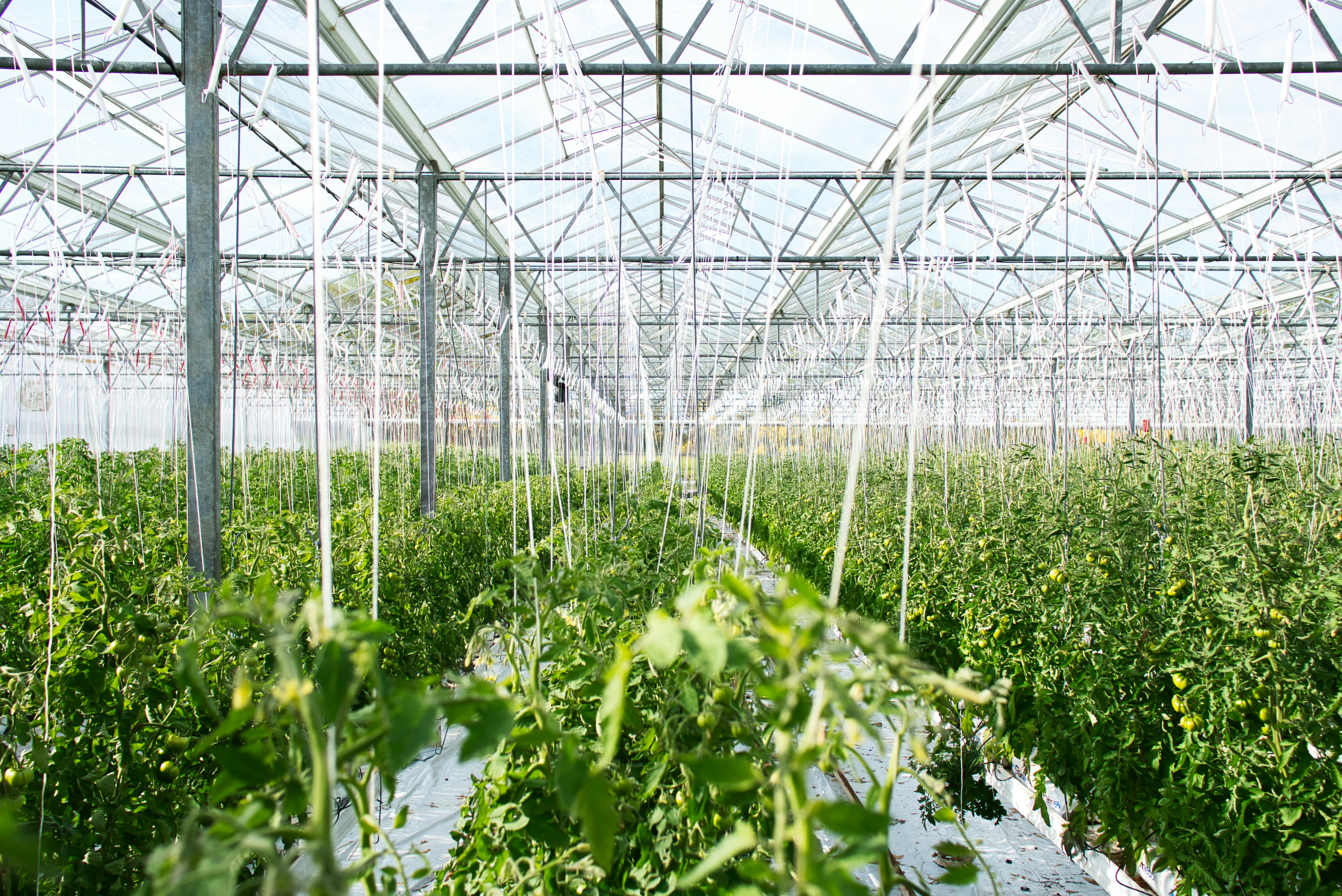 Agriculture Investment